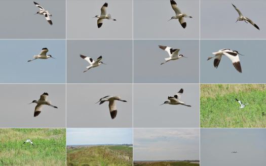 avocet