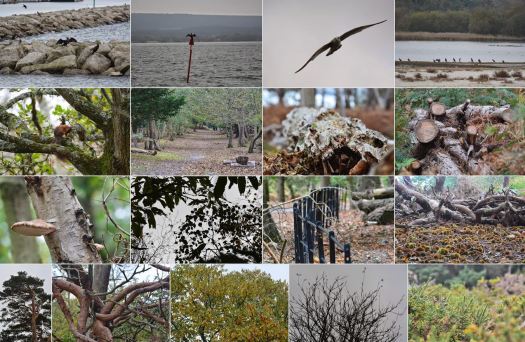 brownsea
