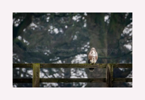 AK012 - Buzzard - 19x12 in 23x16 100dpi